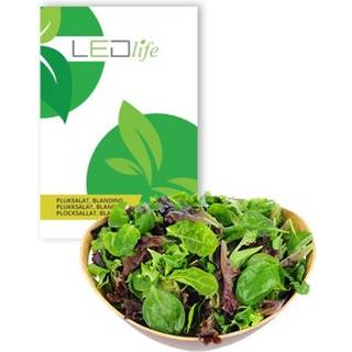 Outlet: Pluksalat frø - Baby Leaf blanding, 0,2g