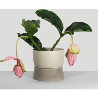 Two Tone Planter, Large - Dune grey