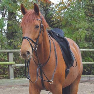 Waldhausen Martingale X-Line - Full / Brun