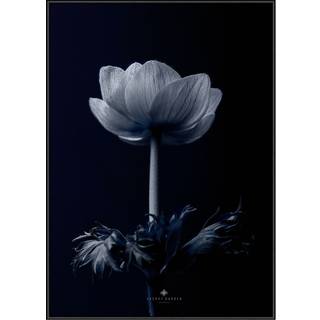 Plakat - Anemone Plakat - Str:50 x 70 Cm - Incado