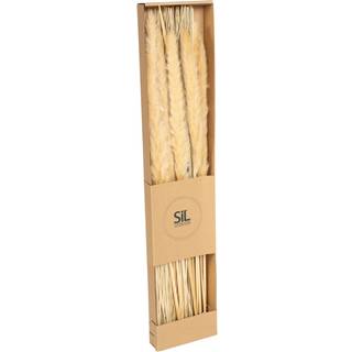 Dried Cats Tail Grass