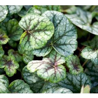 Alunrod 'Green Spice'®