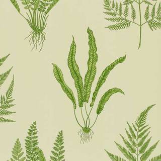 Woodland Ferns - DAPGWO102
