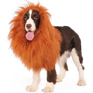 Löwenmähne für Hunde