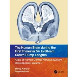 The Human Brain during the First Trimester 57- to 60-mm Crown-Rump Lengths