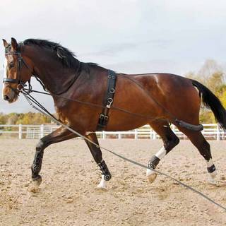 Longeringssystem - Black - PONY