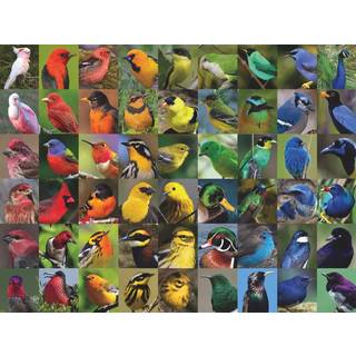 New York Puzzle Company - Cornell Lab Rainbow of Birds - 1000 Piece Jigsaw Puzzle til Family Game Nights