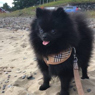 Urban Pup Harness - Geparden / L