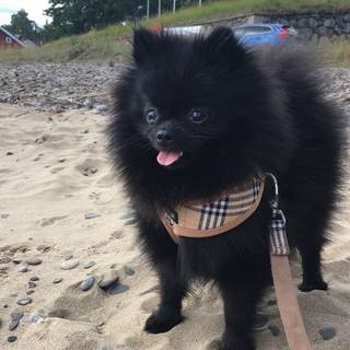 Urban Pup Harness - Geparden / XS