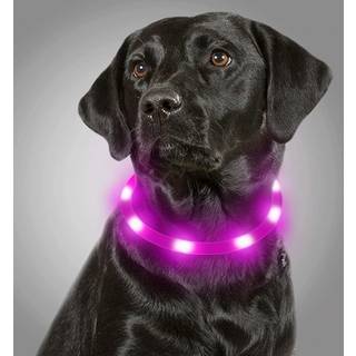 Joytale LED-hundehalsbånd, USB-genopladeligt, der lyser op om natten