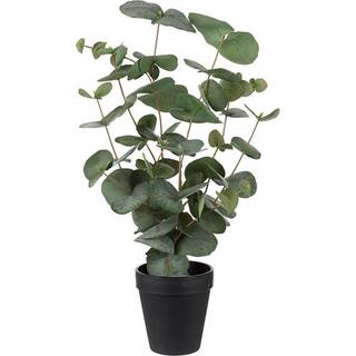 Mr Plant, Eucalyptus potteplante 55 cm