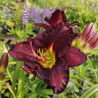 Daglilje 'Bela Lugosi'