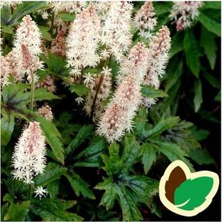 Skumblomst 'Pink Skyrocket'
