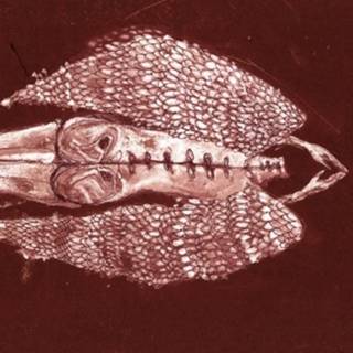 Cerberus Shoal - Homb (Rouge)