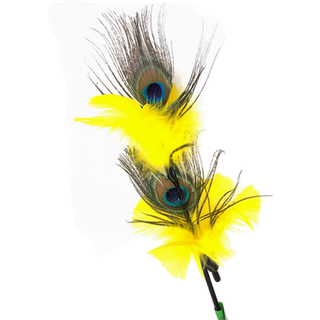 Purrfect Peacock Feather
