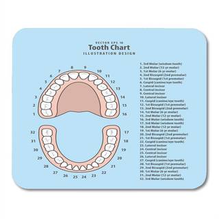Emvens Mus Pads Pink Education Tand Chart Number Infographic Blue Dental Human Anatomy Moousepad 9.5 """" X 7.9 """" For Laptop Desktop Computers til