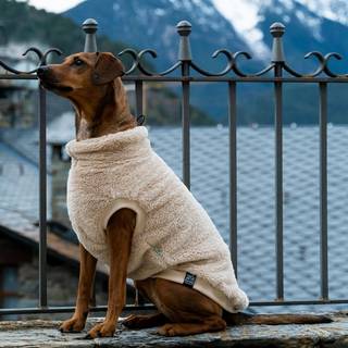 FUZZYARD Turtle Teddy Hundetrøje (Beige) Str. 5