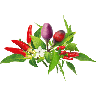 Click & Grow Click and Grow - Smart Garden Refill 9-pack Chili Pepper Mix