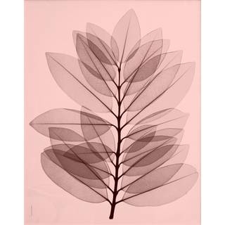 Fine Little Day "Metrosideros excelsea" plakat 40x50 cm