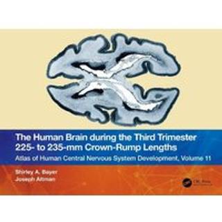 The Human Brain during the Third Trimester 225– to 235–mm Crown-Rump Lengths