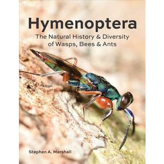 Hymenoptera