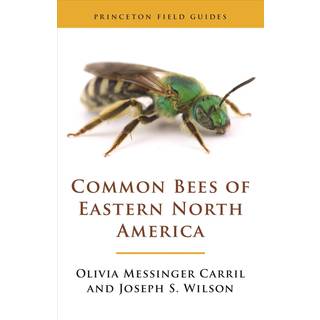 Common Bees of Eastern North America