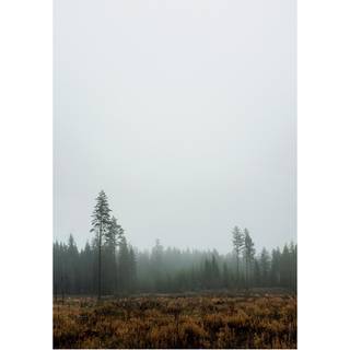 Fine Little Day Skog plakat 70 x 100 cm