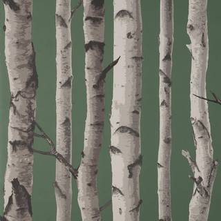 Albany Wallpaper Birch Trees FD43292