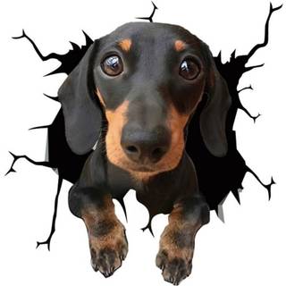 Klistermærke til bil - Hund med et nuttet look
