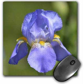 3Drose LLC 8 x 8 x 0,25 tommer Muspude Pretty Spring Iris Flower (MP_54453_1)
