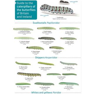 Guide to caterpillars of the butterflies of Britain and Ireland