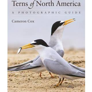 Terns of North America