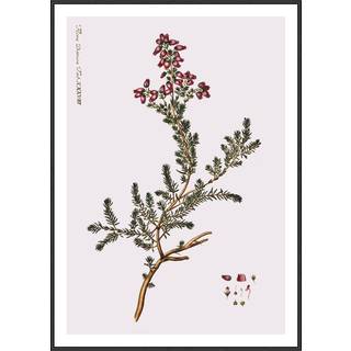 Plakat - Flora Danica 08 Plakat - Str:50 x 70 Cm - Incado