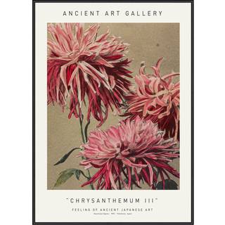 Plakat - Chrysanthemum Iii - Ancient Art Plakat - Str:50 x 70 Cm - Incado