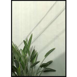 Plakat - Sunny Strelitzia Plakat - Str:50 x 70 Cm - Incado