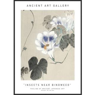 Plakat - Insects Near Bindweed - Ancient Art Plakat - Str:50 x 70 Cm - Incado