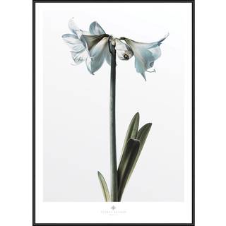 Plakat - Amaryllis Plakat - Str:50 x 70 Cm - Incado