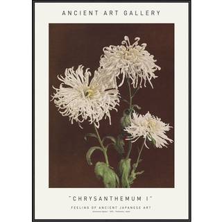 Plakat - Chrysanthemum I - Ancient Art Plakat - Str:50 x 70 Cm - Incado