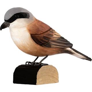 Wildlife Garden Rødrygget Tornskade - Udendørsliv fra Wildlife Garden