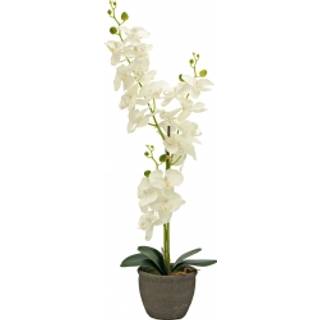 Europalms Orchid, artificial plant, cream, 80cm TILBUD NU