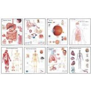 Human Anatomy Chart Pack