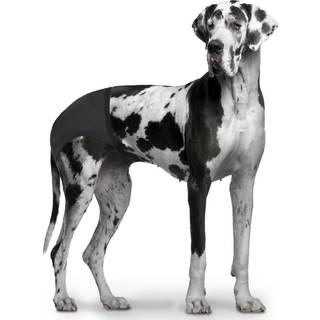 Løbetidsbukser til hund, størrelse XL - 50-59 cm