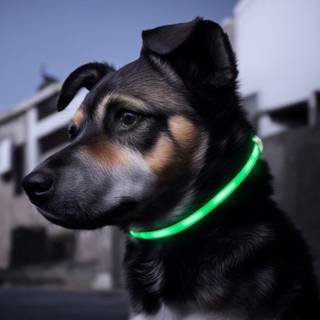 Luxorparts Genopladeligt hundehalsbånd med LED