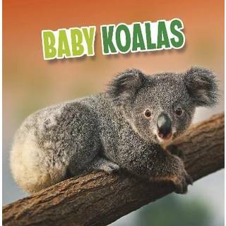 Baby Koalas