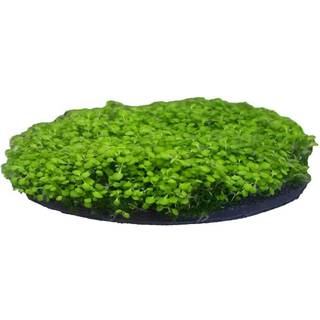 Penn-Plax Aqua-Flora Aquarium Living Resin dekoration med indlejrede glosso plantefr - Moselap - Sikker og sund til ferskvandsfisk