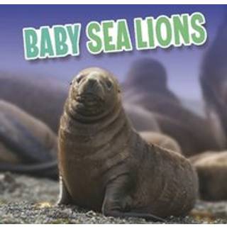 Baby Sea Lions