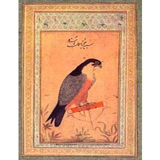 Wolves, Grizzlies and Greenhorns