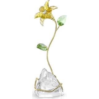 Florere Lilie