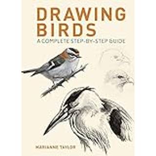Drawing Birds