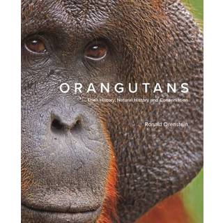Orangutans